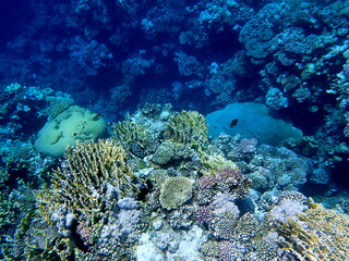 Wide shot of coral and reef inhabitants