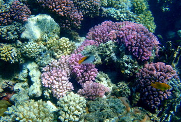 Wide shot of coral and reef inhabitants