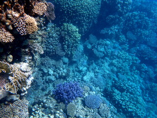 Wide shot of coral and reef inhabitants