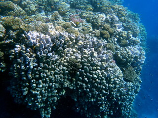 Wide shot of coral and reef inhabitants