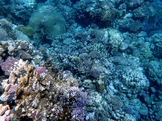 Wide shot of coral and reef inhabitants
