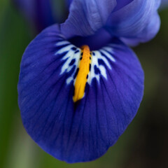 Bright blue Dwarf Iris Reticulata in flower in spring