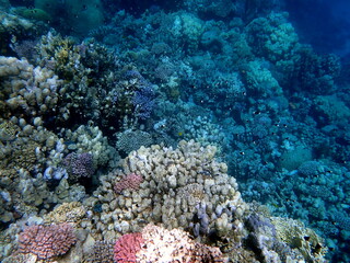 Wide shot of coral and reef inhabitants