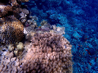Wide shot of coral and reef inhabitants