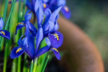 Bright blue Dwarf Iris Reticulata in flower in spring