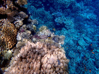 Wide shot of coral and reef inhabitants