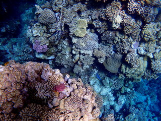 Wide shot of coral and reef inhabitants