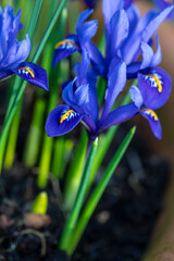 Bright blue Dwarf Iris Reticulata in flower in spring