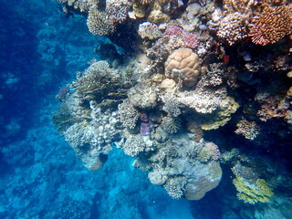 Wide shot of coral and reef inhabitants