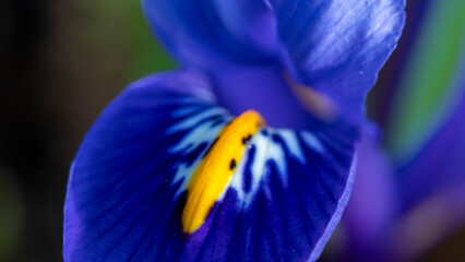 Bright blue Dwarf Iris Reticulata in flower in spring