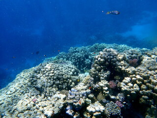 Wide shot of coral and reef inhabitants