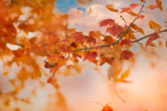 Fall leaves 
