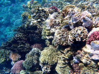 Wide shot of coral and reef inhabitants