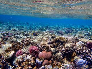 Wide shot of coral and reef inhabitants