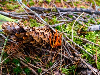 autumn nature in the european forest