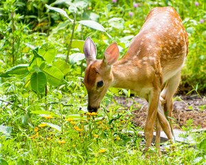 White tailed deer fawn,  Odocoileus virginianus, with tangled legs eating flowers in a garden