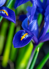 Bright blue Dwarf Iris Reticulata in flower in spring