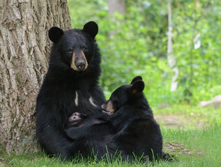 Black bear mother looking image forward while leaning against a tree and nursing her cub