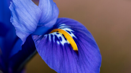 Bright blue Dwarf Iris Reticulata in flower in spring