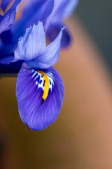 Bright blue Dwarf Iris Reticulata in flower in spring
