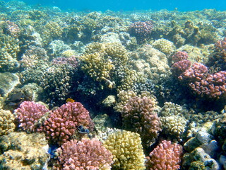 Wide shot of coral and reef inhabitants