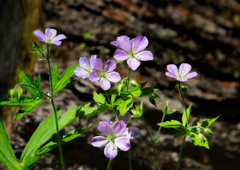 Wild purple geraniums growing in front of a dark log background