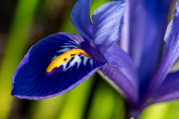 Bright blue Dwarf Iris Reticulata in flower in spring