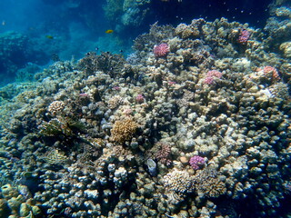 Wide shot of coral and reef inhabitants