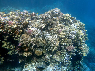 Wide shot of coral and reef inhabitants