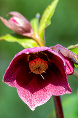 Hellebore in a garden border in spring, United Kingdom