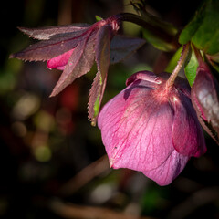 Hellebore in a garden border in spring, United Kingdom