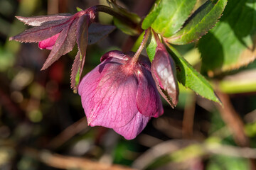 Hellebore in a garden border in spring, United Kingdom