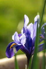 Bright blue Dwarf Iris Reticulata in flower in spring