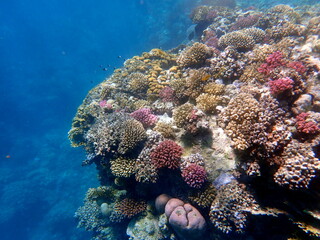 Wide shot of coral and reef inhabitants