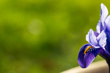 Bright blue Dwarf Iris Reticulata in flower in spring