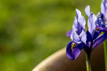 Bright blue Dwarf Iris Reticulata in flower in spring