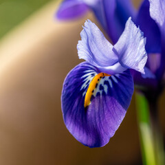Bright blue Dwarf Iris Reticulata in flower in spring