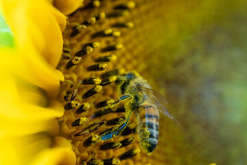 girasole
