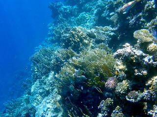 Wide shot of coral and reef inhabitants