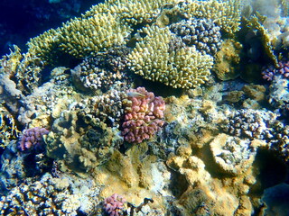 Wide shot of coral and reef inhabitants
