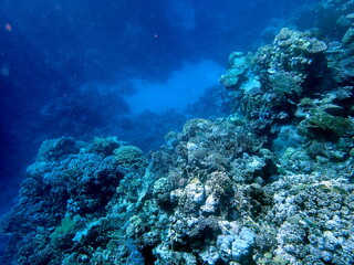 Wide shot of coral and reef inhabitants
