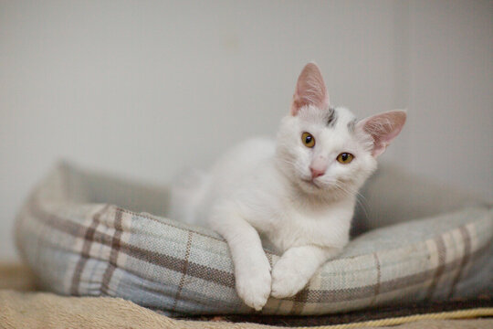 white cat in shelter close up photo. High quality photo