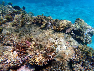 Wide shot of coral and reef inhabitants