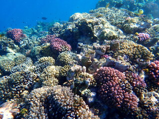 Wide shot of coral and reef inhabitants
