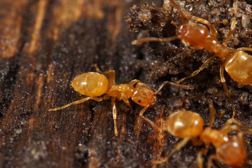 Close-up of a group of small, amber-colored Yellow meadow ants, Lasius flavus crawling on dark, textured surface.