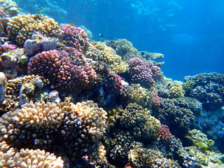 Wide shot of coral and reef inhabitants