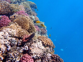 Wide shot of coral and reef inhabitants