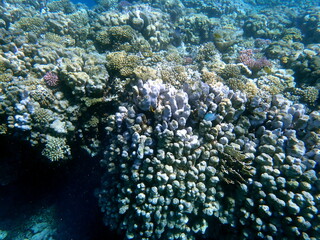 Wide shot of coral and reef inhabitants