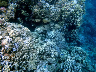 Wide shot of coral and reef inhabitants