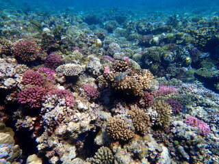Wide shot of coral and reef inhabitants